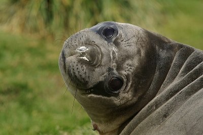 Elephant seal - Grytviken
