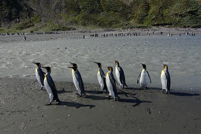 Largest King Penguin Colony - St.Andrews Bay