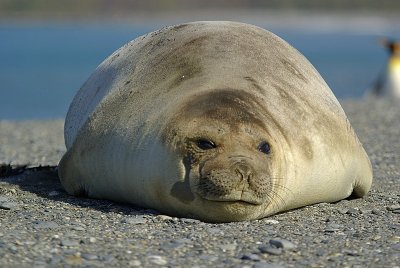 Elephant seal - St.Andrews Bay