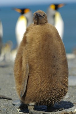 m³ody pingwin królewski (aptenodytes patagonicus)