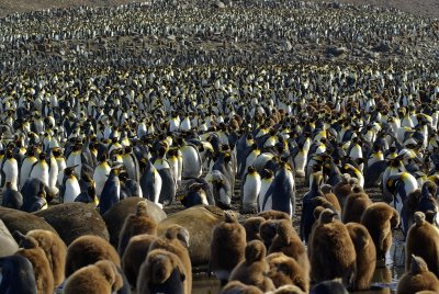 110000 pairs of King penguins - St.Andrews Bay