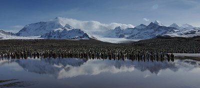 The biggest King penguin colony at St.Andrews Bay