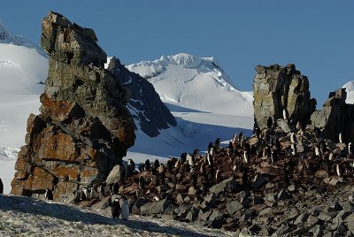 Chinstrap penguin - Half Moon Island