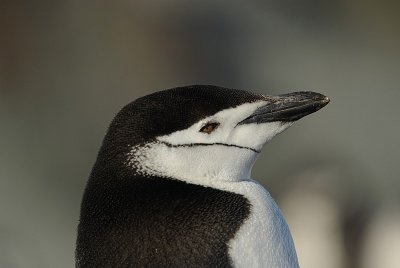 g1/50/564550/3/92700606.Ba1BNK26.jpg