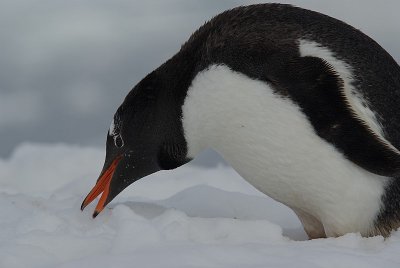 g1/50/564550/3/92700637.rPa1QGpz.jpg