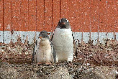 Gentoo penguin - Neko Harbour