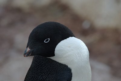 g1/50/564550/3/92700767.JSU1DRjG.jpg
