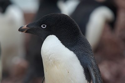 g1/50/564550/3/92700783.umk5rTow.jpg