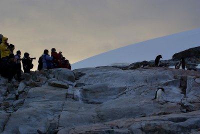 Aliens and Adelie penguin - Petermann Island