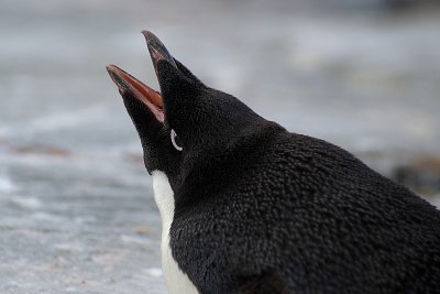 Adelie penguin - Petermann Island