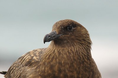 Skua