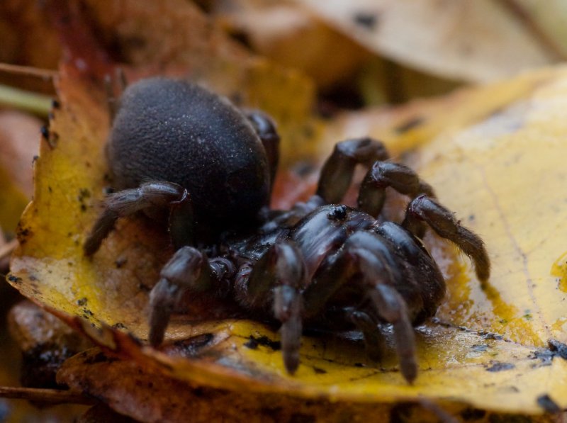 Atypus muralis