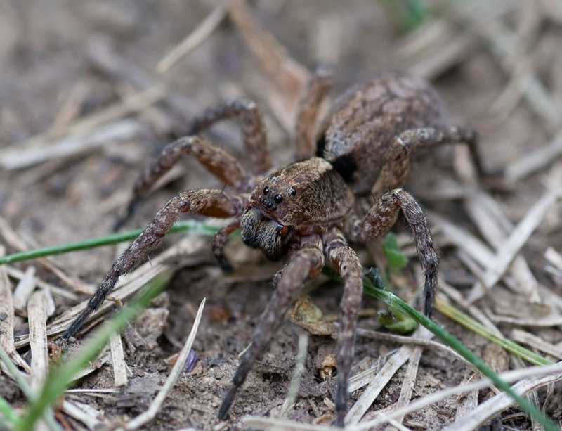 Alopecosa sulzeri