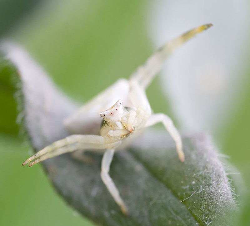 Thomisus onustus