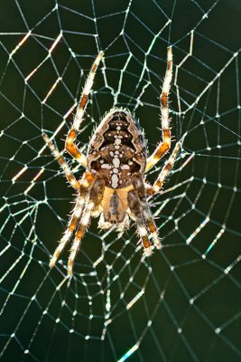 Araneus diadematus