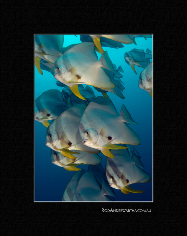 Batfish proof.jpg