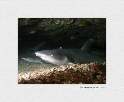 Shark Cave proof.jpg