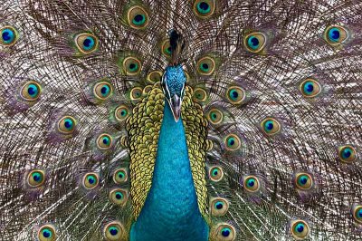 Majestic Peacock