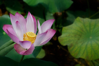 Pink Lotus II