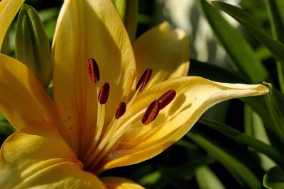 Yellow Lily