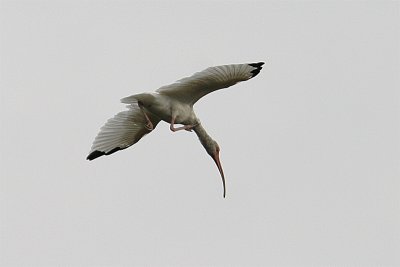 Ibis Blanc-2.jpg
