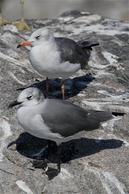 Mouette rieuse-2.jpg