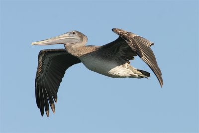 Pelican brun-1.jpg