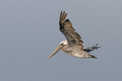 Pelican brun-2.jpg