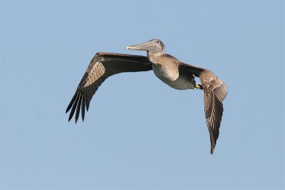 Pelican brun-3.jpg