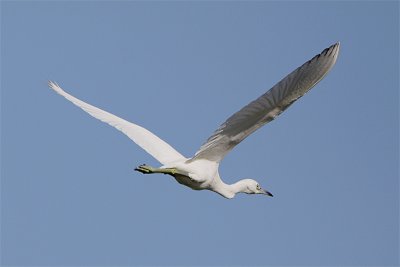 Aigrette bleue-5.jpg