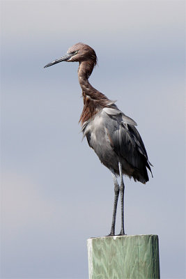 Aigrette roussatre-1.jpg