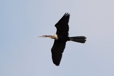 Anhinga Amerique-3.jpg