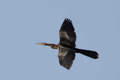 Anhinga Amerique-4.jpg