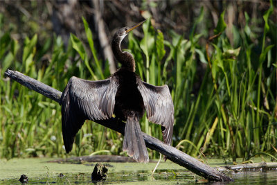 Anhinga Amerique-5.jpg