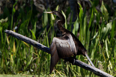 Anhinga Amerique-6.jpg