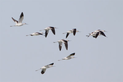 Avocette Amerique-2.jpg
