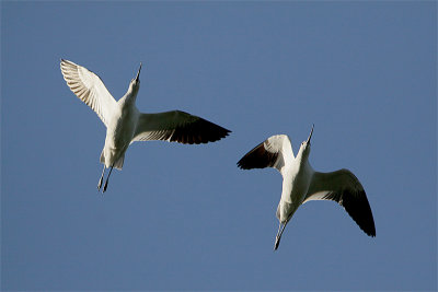 Avocette Amerique-3.jpg