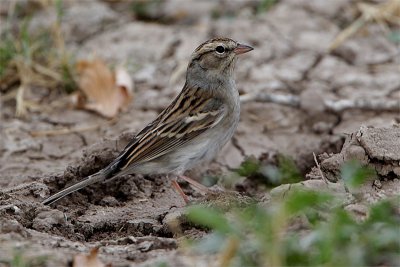 Bruant des plaines-1.jpg