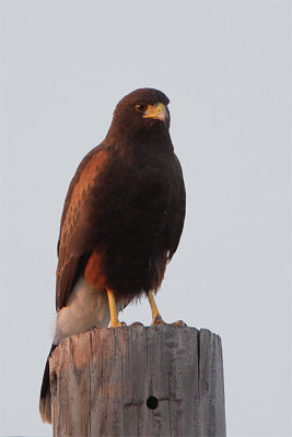 Buse de Harris-3.jpg
