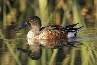 Canard souchet-2.jpg