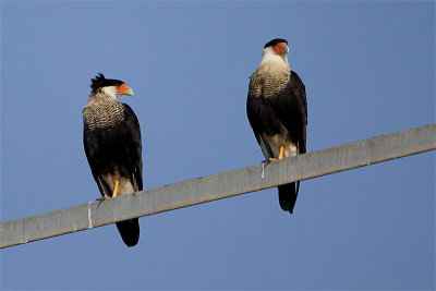 Caracara du nord-1.jpg