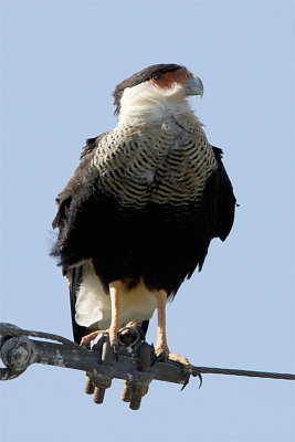Caracara-1.jpg