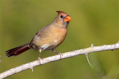 Cardinal rouge-1.jpg