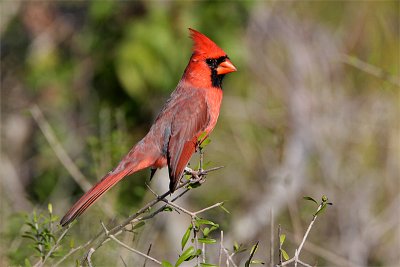 Cardinal rouge-2.jpg
