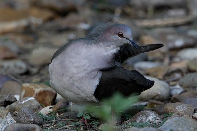 Colombe de Verreaux-1.jpg