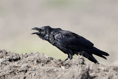 Corbeau a cou blanc-1.jpg