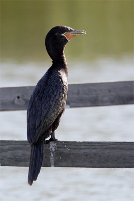 Cormoran vigua-2.jpg