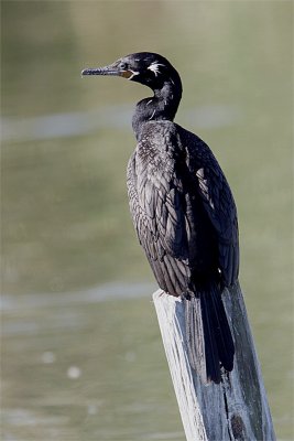 Cormoran vigua-3.jpg