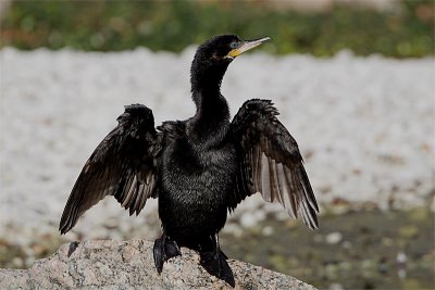 Cormoran vigua-4.jpg