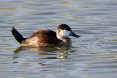 Erismature rousse-1.jpg